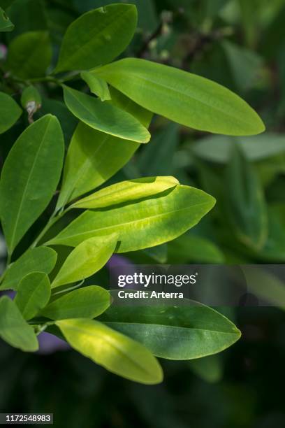 Coken Tree Coca Tree Photos and Premium High Res Pictures - Getty Images