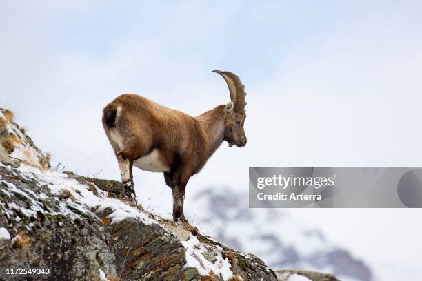 Alpine ibex young male foraging on mountain slope in the snow in winter, Gran Paradiso National Park, Italian Alps, Italy.