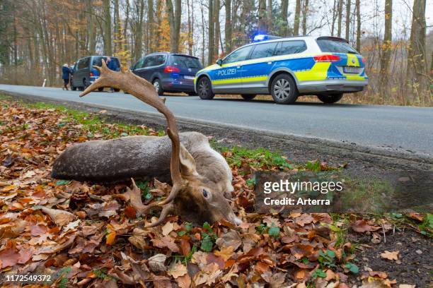Roadkill fallow deer stag killed by traffic after collision with car while crossing busy road.
