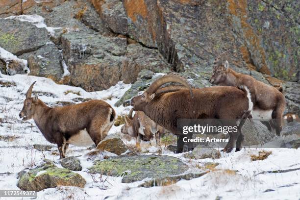 Alpine ibex herd with male and females during the rut in winter, Gran Paradiso National Park, Italian Alps, Italy.