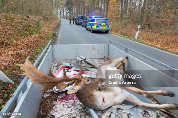 Roadkill fallow deer in pickup truck. Stag killed by traffic after collision with car while crossing busy road.