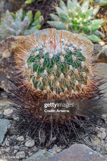 Brain cactus native to Mexico.