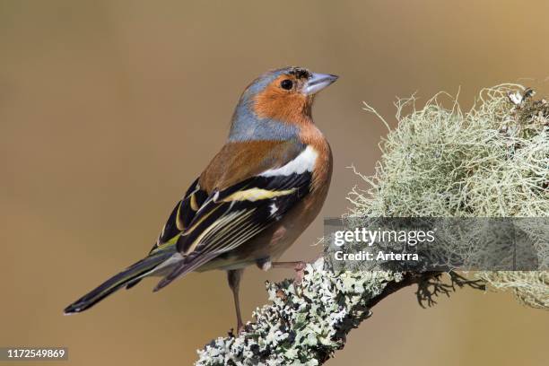 Common chaffinch male perched in tree in late winter / early spring.