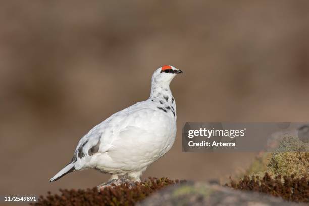 Rock ptarmigan , male foraging among rocks in winter plumage, Cairngorms National Park, Scotland, UK.