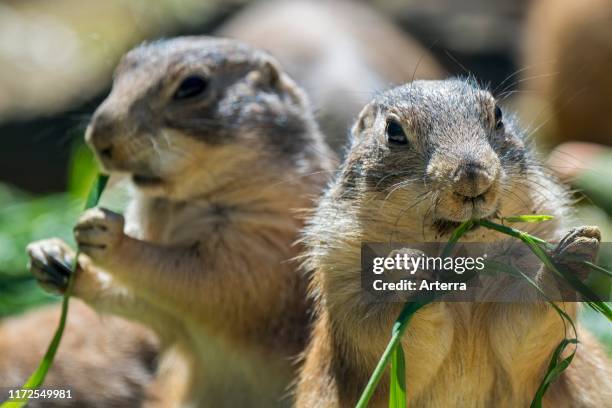 Two black-tailed prairie dogs , native to North America, eating grass halms.