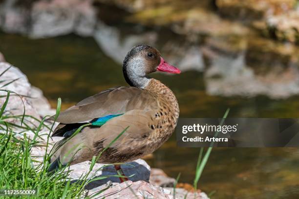 Brazil Duck Tela River Photos and Premium High Res Pictures - Getty Images