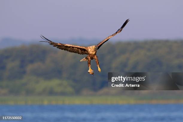 White-tailed eagle / sea eagle / erne catching fish from lake with its talons.