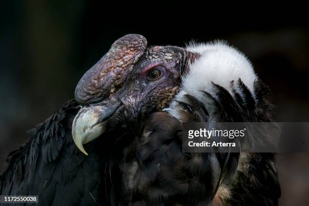 Andean condor / Chilean condor , New World vulture native to the Andes, South America.
