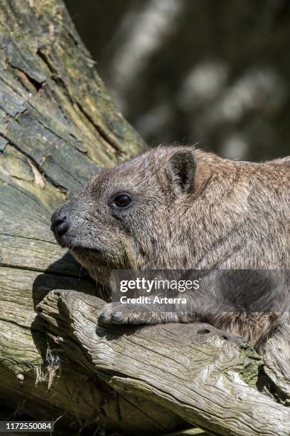 Rock hyrax / Cape hyrax / dassie sunning on tree trunk, native to Africa and the Middle East.