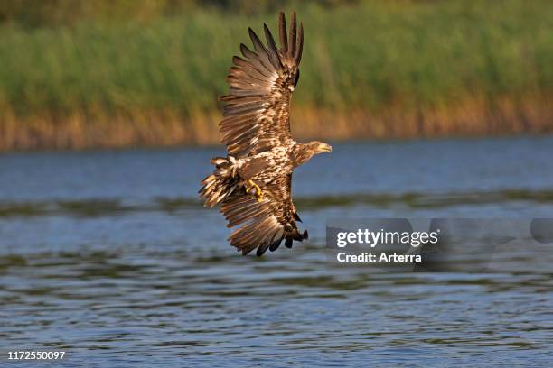 White-tailed eagle / sea eagle / erne juvenile in flight catching fish in its talons from lake's water surface .