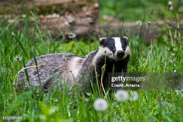 European badger foraging in grassland with wildflowers at forest edge in spring.