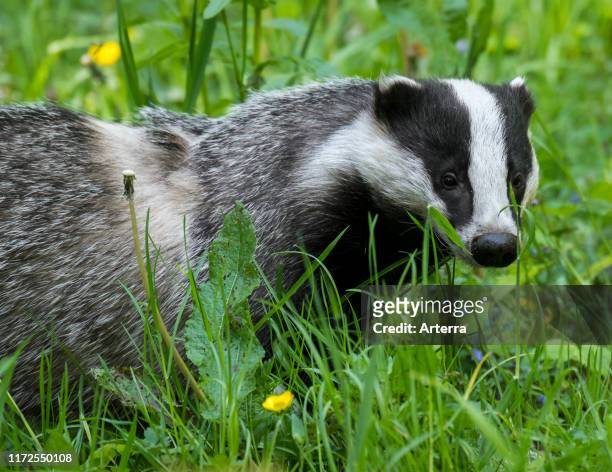 European badger foraging in grassland with wildflowers at forest edge in spring.