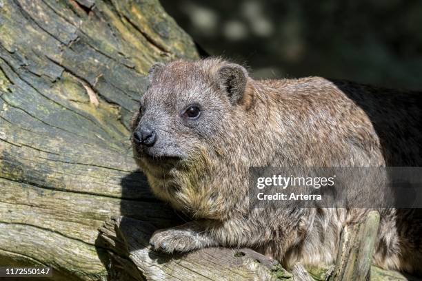 Rock hyrax / Cape hyrax / dassie sunning on tree trunk, native to Africa and the Middle East.