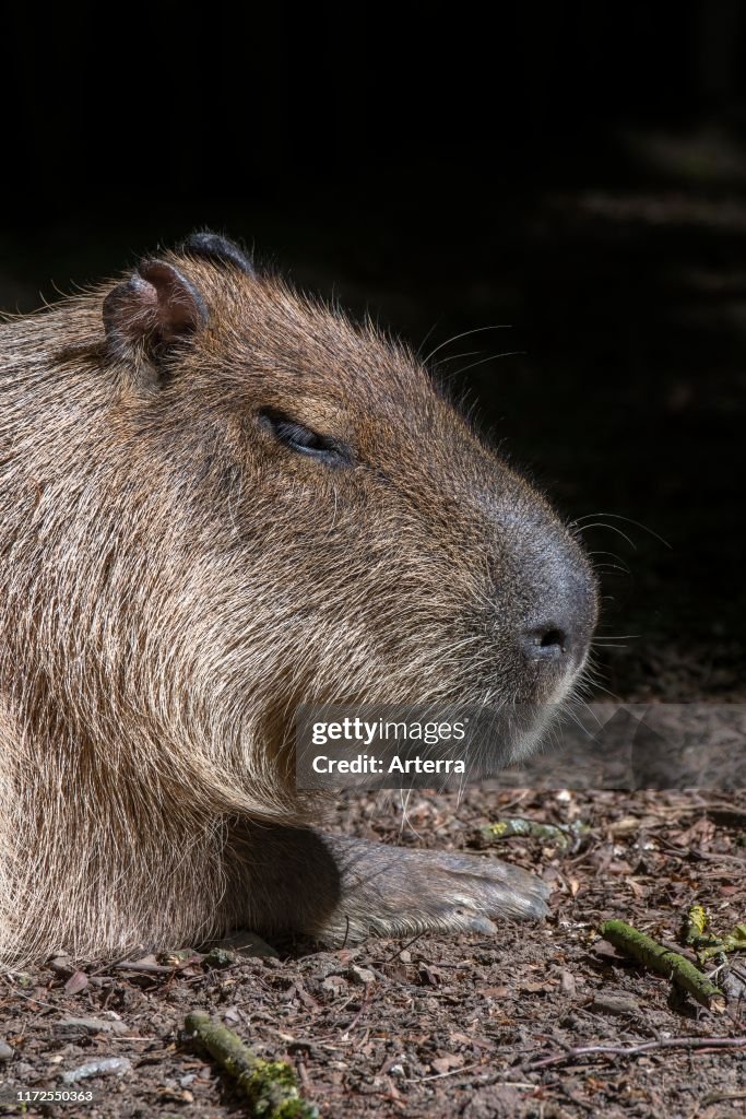 Capybara largest living rodent in the world native to South America. News  Photo - Getty Images