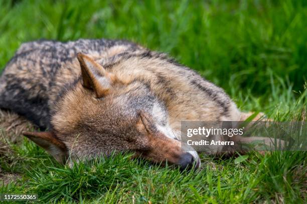 Poisoned European gray wolf / grey wolf lying dead in meadow / grassland.