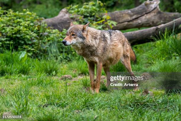 European gray wolf / grey wolf hunting in grassland at forest edge.