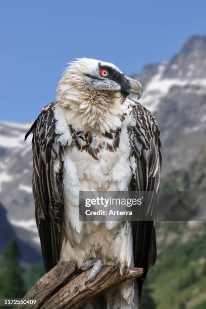 Bearded vulture / LŠmmergeier perched in tree in the Alps.