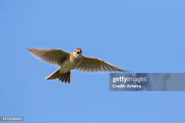 Eurasian skylark singing in flight against blue sky in spring.