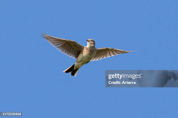 Eurasian skylark in flight against blue sky.