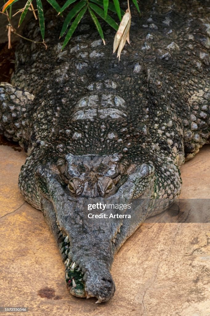 West African slender-snouted crocodile (Mecistops cataphractus) native to West Africa. (Photo by: Philippe Clement/Arterra/Universal Images Group via Getty Images)