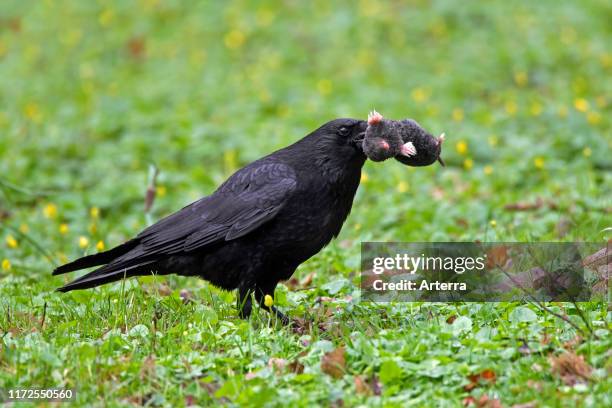 Carrion crow on the ground in grassland with dead European mole in beak.