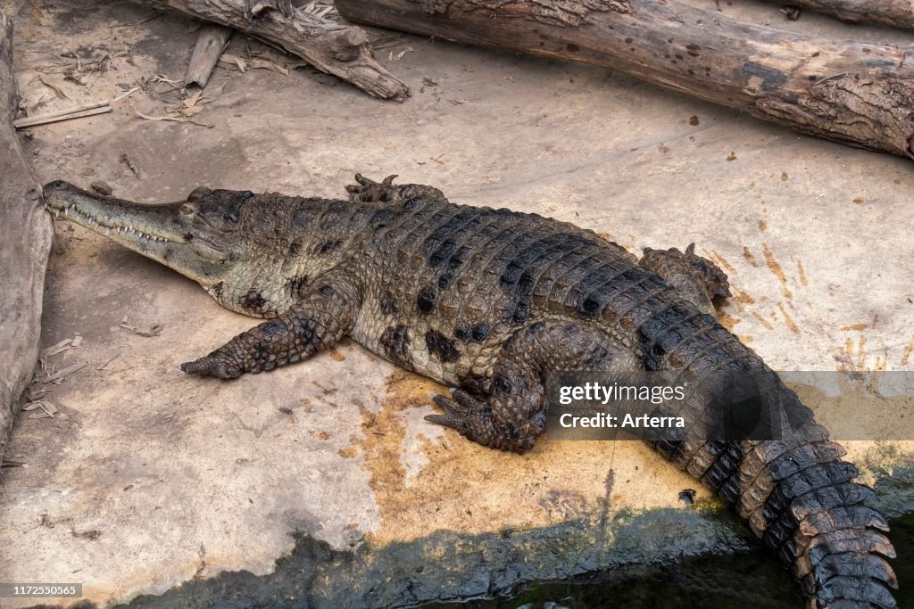 Endangered West African slender-snouted crocodile (Mecistops cataphractus) native to West Africa in zoo. (Photo by: Philippe Clement/Arterra/Universal Images Group via Getty Images)