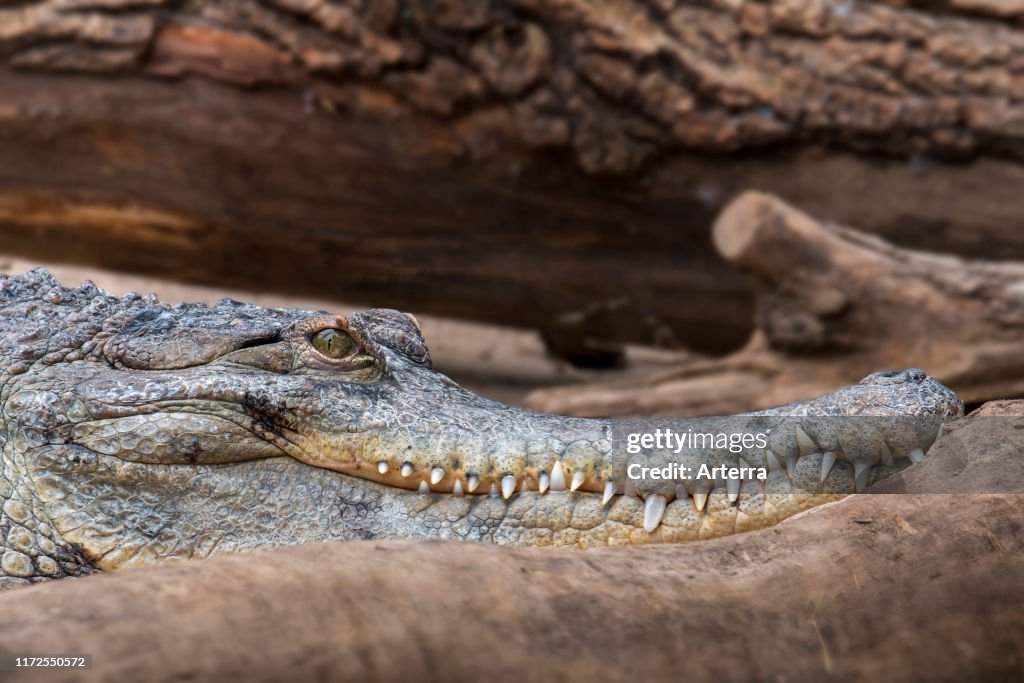 Close-up portrait of West African slender-snouted crocodile (Mecistops cataphractus) native to West Africa. (Photo by: Philippe Clement/Arterra/Universal Images Group via Getty Images)