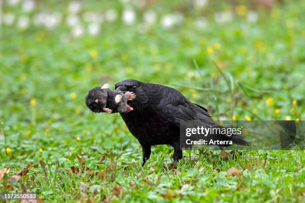 Carrion crow on the ground in grassland with dead European mole in beak.