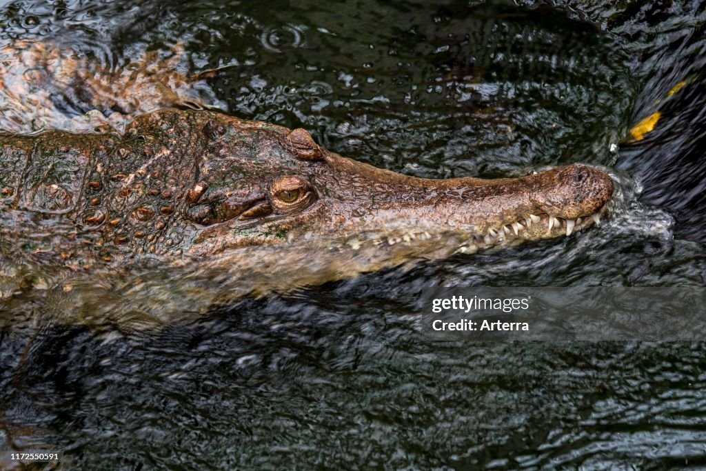 West African slender-snouted crocodile (Mecistops cataphractus) resting in stream