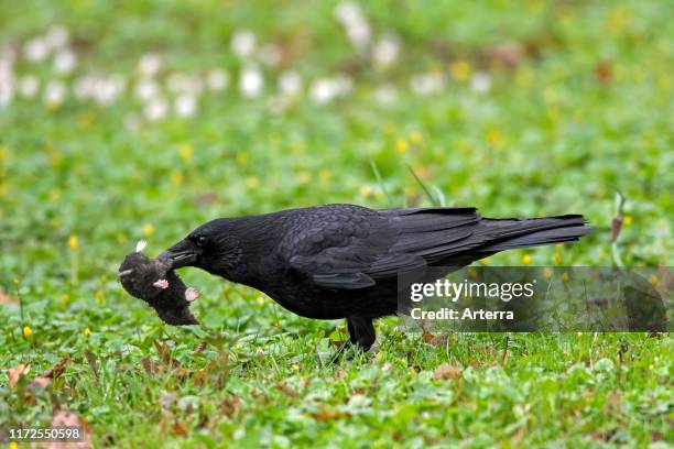 Carrion crow on the ground in grassland with dead European mole in beak.