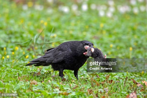 Carrion crow on the ground in grassland with dead European mole in beak.