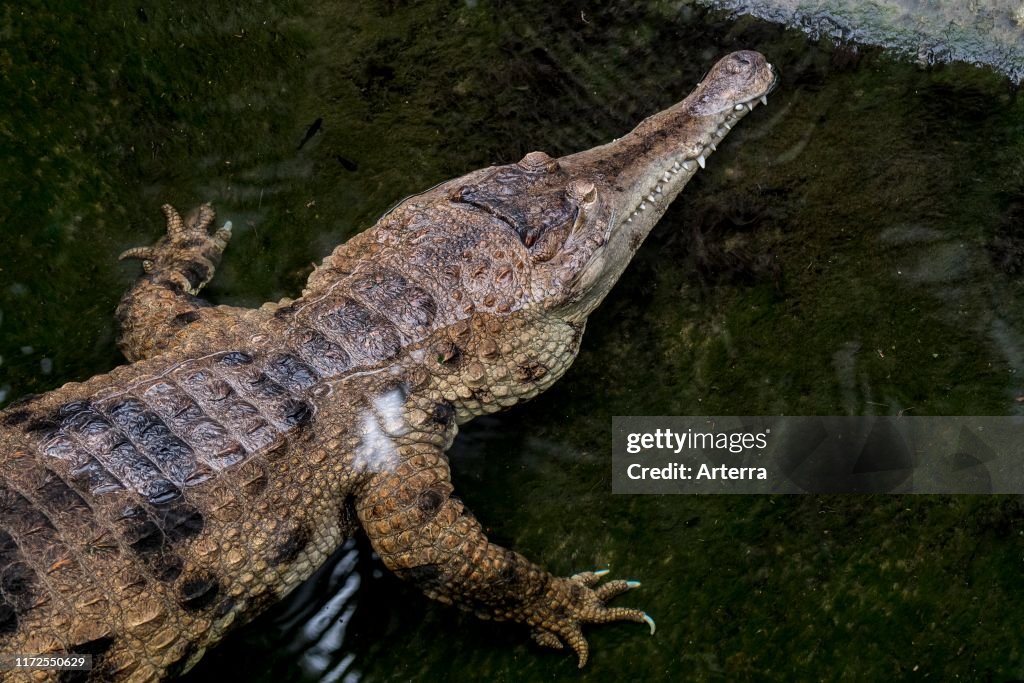 West African slender-snouted crocodile (Mecistops cataphractus) waiting in ambush for prey in water near lake bank native to West Africa. (Photo by: Philippe Clement/Arterra/Universal Images Group via Getty Images)