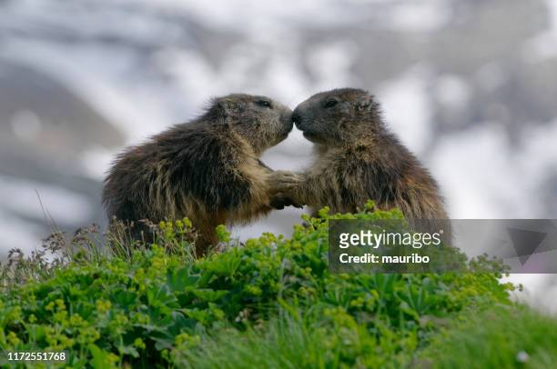 marmota alpina (marmota marmota) - woodchuck fotografías e imágenes de stock