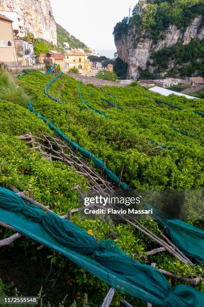 sfusato lemon's cultivation in the ferriere valley, above amalfi coast - zitronen feld stock-fotos und bilder