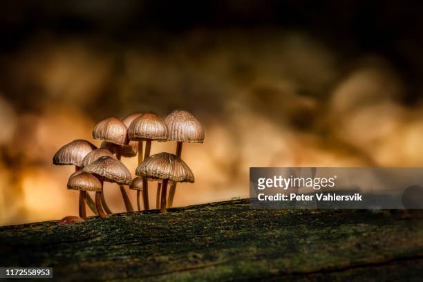 mushroom familie - poisonous mushroom stockfoto's en -beelden