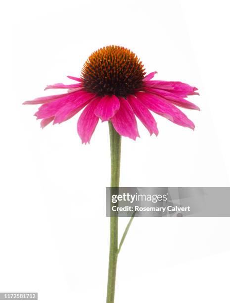 echinacea 'sunseekers tanz magenta', on white. - cabeça de flor imagens e fotografias de stock