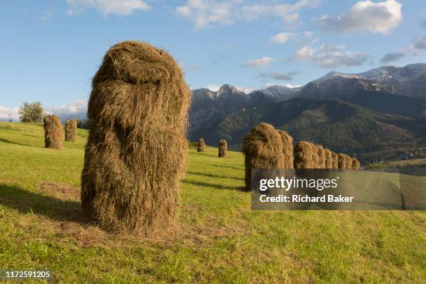 Traditional Polish haystacks on agricultural land that is overlooked by the Tatra mountains, on 16th September 2019, in Koscielisko, Zakopane,...