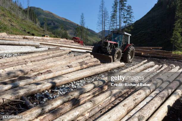 The timbers of healthy, felled spruce trees await collection in Dolina Chocholowska a hiking route in the Polish Tatra mountains, on 17th September...