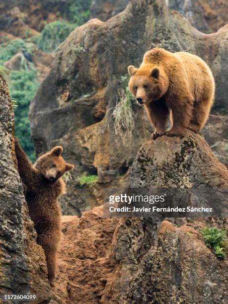 a female brown bear observes from the top of a rock how her cub climbs. ursus arctos. - cantabria stock-fotos und bilder