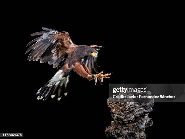 a harris's hawk falconry at the time it will perch on a log. parabuteo unicinctus. - harris hawk stock pictures, royalty-free photos & images