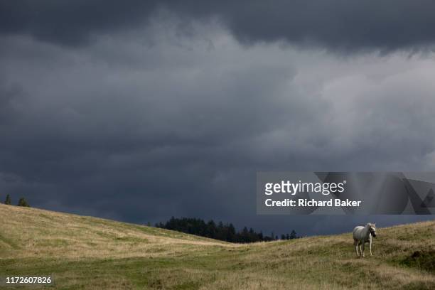 With stormy clouds gathering in the distance, a white horse walks downhill towards a traditional Polish shepherds' mountain hut, on 20th September...