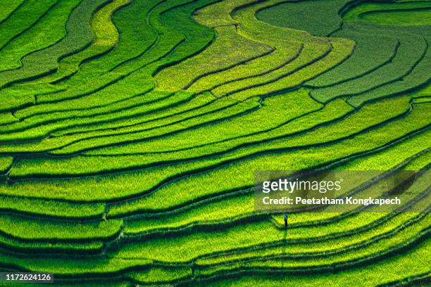 bird eye view of mu cang chai in the afternoon - rice paddy stock pictures, royalty-free photos & images