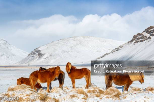 icelandic horse during winter snow, iceland - iceland horse stock pictures, royalty-free photos & images