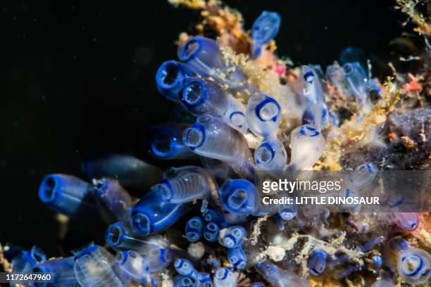 blue bell tunicates (pycnoclavella sp.) - sea squirt stock pictures, royalty-free photos & images