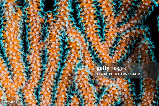 gorgonian coral (close-up) - soft coral stock-fotos und bilder