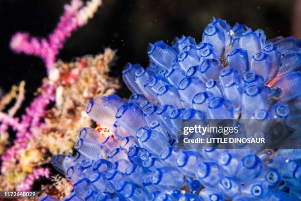 blue bell tunicates (pycnoclavella sp.) - sea squirt stock pictures, royalty-free photos & images