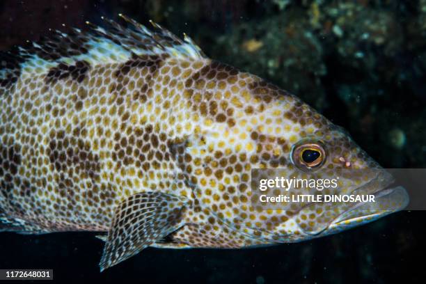 Grooper Cod Cod Fish Swimming Photos and Premium High Res Pictures - Getty Images