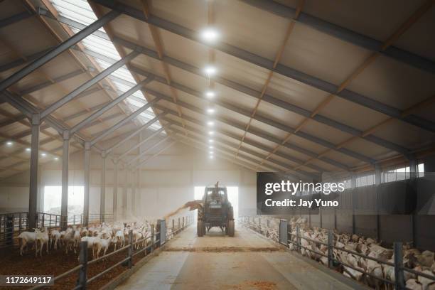 het neemt de beste - vee stockfoto's en -beelden