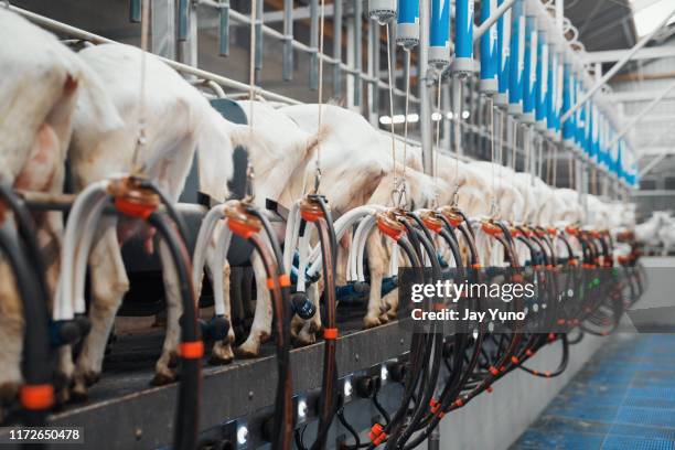 all lined up for a milking - milking machine stock pictures, royalty-free photos & images