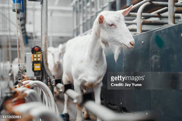 what does this machine do? - dairy factory stock pictures, royalty-free photos & images